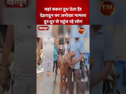 देहरादून में दूध देने वाला वायरल बकरा.. दूर-दूर से पहुंच रहे लोग..