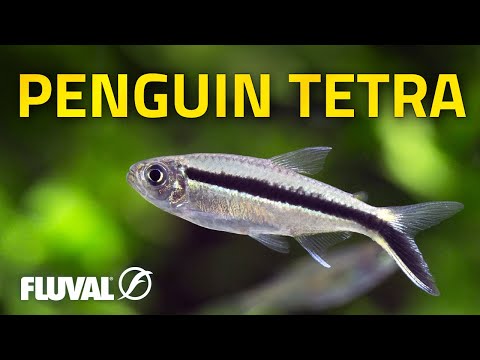 Species Spotlight | Penguin tetra