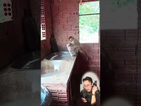 Un mono trabajador #shorts