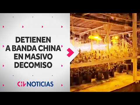 Dos galpones REPLETOS DE DROGA fueron incautados en Quinta de Tilcoco: Banda china fue detenida