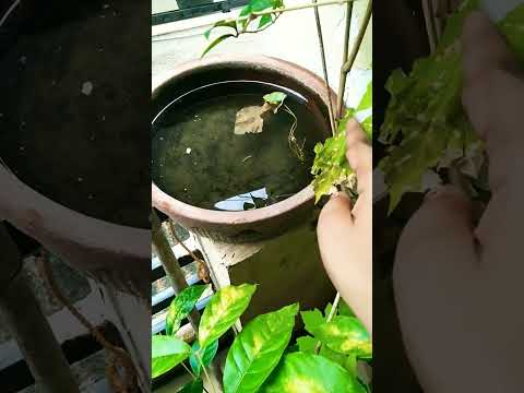 🕉️🙏 मेरे गार्डन में आज एक न्यू सनफ्लावर का फूल 🌻🌺🪴लगा है आपको कैसा लगा मेरा गार्डन 🥰😊