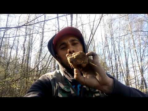 Золота лихоманка ШУКАЛИ ЗОЛОТО а викопали ШАШКУ .