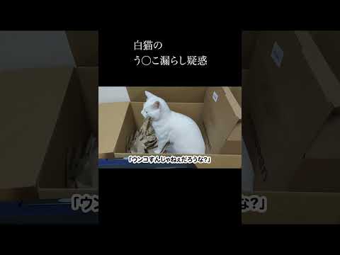白猫のう○こ漏らし疑惑。 #保護猫 #猫 #猫のいる暮らし