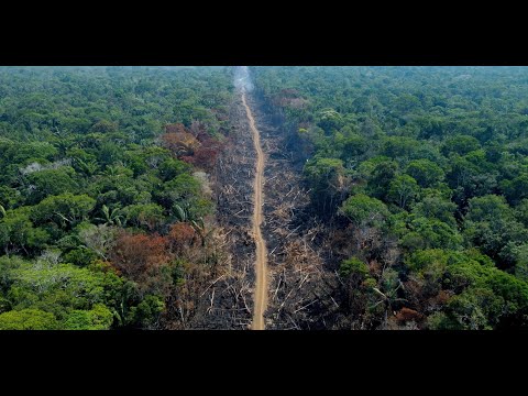 Environnement : l'UE interdit l'importation de produits issus de la déforestation