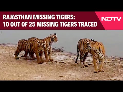 Ranthambore Tigers | After 25 'Missing' Tigers Report In Rajasthan, 10 Spotted On Camera Traps