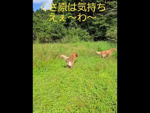 不便な場所が楽しいゴールデンレトリバーの遊び場 #ビスとイロハ #goldenretriever #shorts #ゴロスリ #癒し #ibukikohaku #ゴールデンレトリバー #レトリバー サムネイル