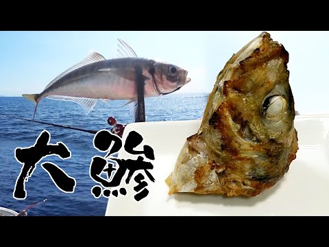 沖のアジ釣りで大アジ入れ喰い【大アジの塔&お刺身】