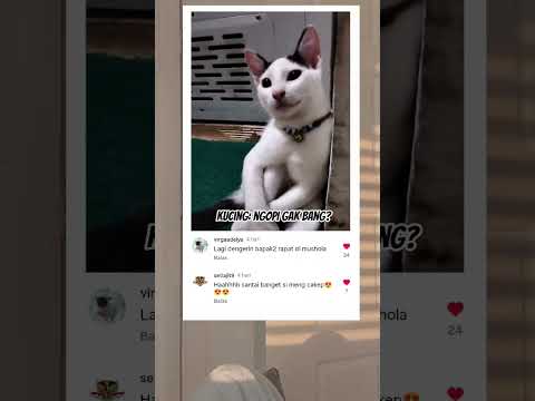 Kucing belang si anak DKM #kucing #fyp #videolucu