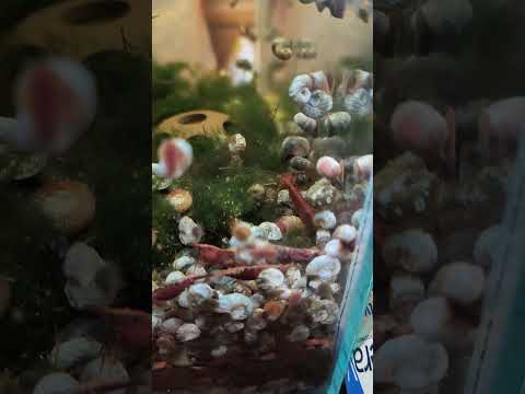 bloody Mary neo carradine shrimp 