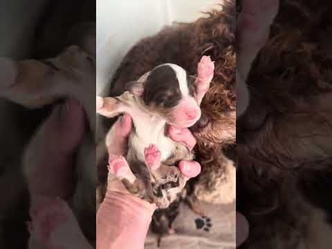Bernedoodle babies were born last night. 10 gorgeous puppies! 🐶 Christmas go home 🎄