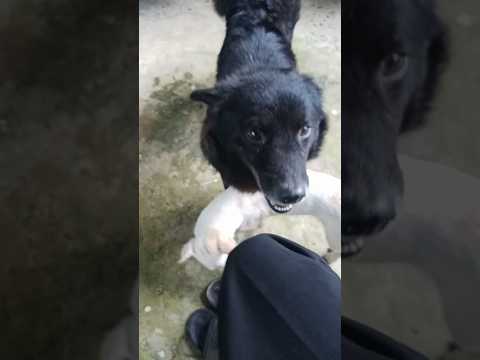 dễ thương ghê gớm