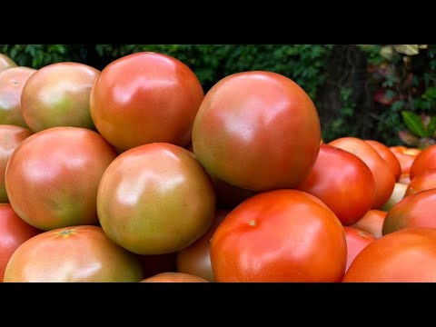 Descubra en qué recetas se puede usar cada tipo de tomate