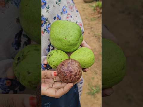 Guavas harvesting జామ #<strong>guava</strong> #mygarden #gardening #organicfarming #shorts #viralvideo
