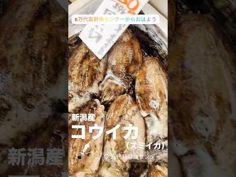 新潟産 コウイカ(スミイカ) #萬代島鮮魚センター #萬代島鮮魚センターからおはよう #shorts