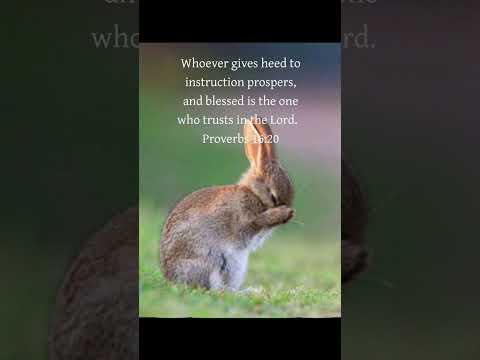 #dailybibleverse #bunny #petlover #christianmusic