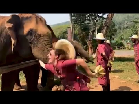 مشاهده لا تصدق : تجميعه لأذكي الحيوانات المجنونه والعشوائيه في العالم لن تتوقف عن الضحك 😂😂