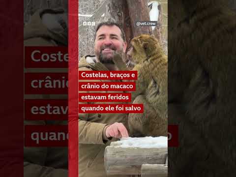 Depois de três semanas separados, macaco volta a ver o homem que o resgatou