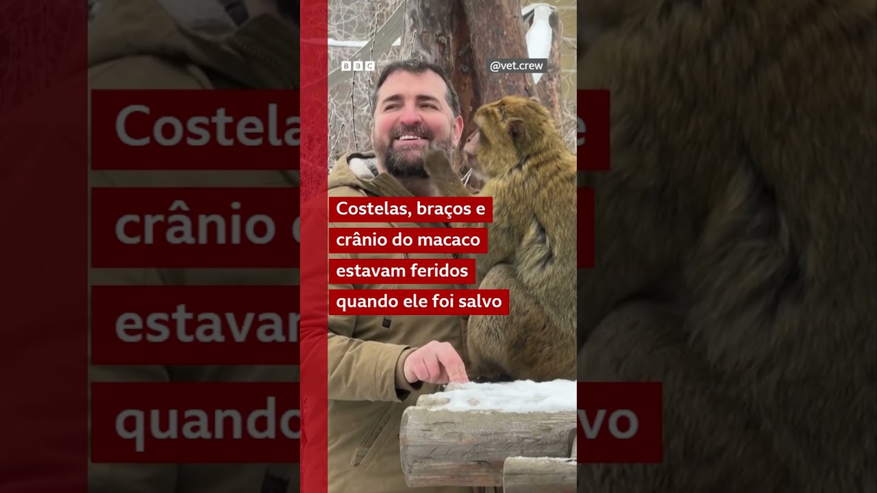 Depois de três semanas separados, macaco volta a ver o homem que o resgatou