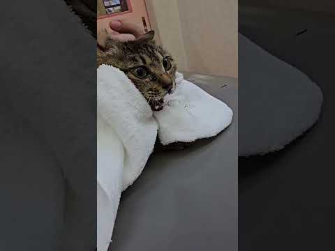 ステージ4の野良猫保護#救助#捨て猫#Stage 4 stray cat protection #rescue #abandoned cat