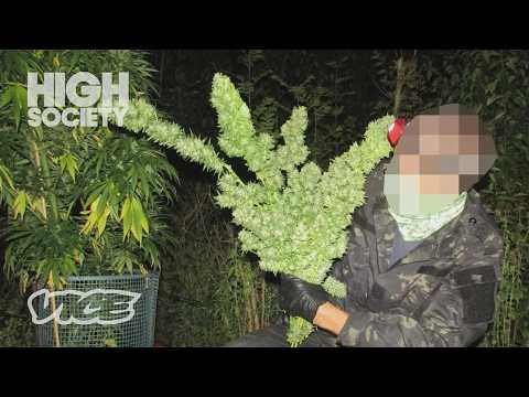 人目につく場所に隠された秘密の大麻農場に潜入 | High Society