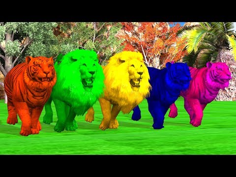 Lion And Tiger Finger Family Song for kids,colors Finger family rhymes,nursery rhymes,NASH TOON Tv