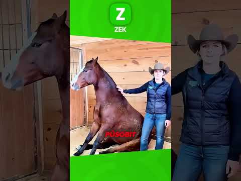 Tenhle trik odhalí, jak geniální koně jsou!  #shorts