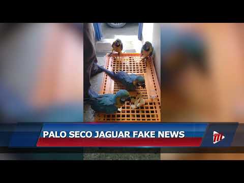 Palo Seco Jaguar Fake News