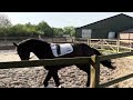 Dressage horse Mooie donkerbruine ruin v. Lloyd (nieuwe video)