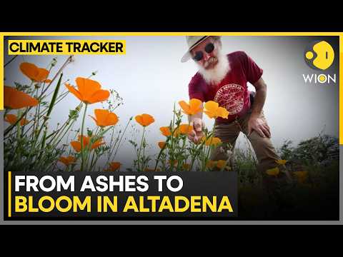 Altadena Rebuilds After Deadly Fires; Flowers Bring Hope After Wildfires | WION Climate Tracker