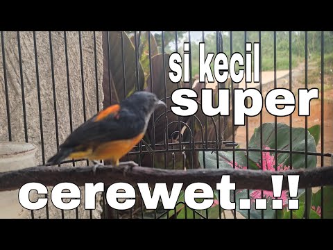 kemade bunga api super ngamuk,cocok untuk masteran dan pancingan burung bahan.