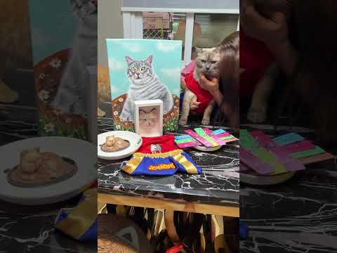 Happy Brithday นะลูก #cat #cutecat #cute #funnycats #pets #แมว #funny #แมวถังแก๊ส #kitten #animals