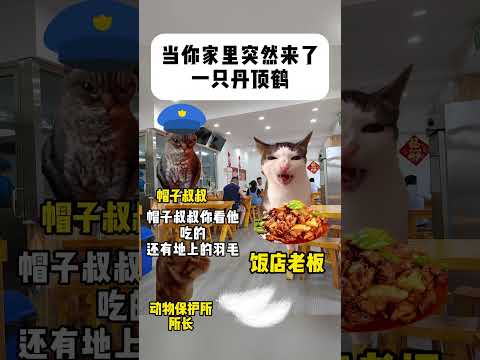 猫の動画サムネイル - 当你家里突然来了一只丹顶鹤 #有趣 #猫meme #猫meme剧场 #内容过于真实  #故事 #貓 #猫猫meme小剧场 #喵不可言