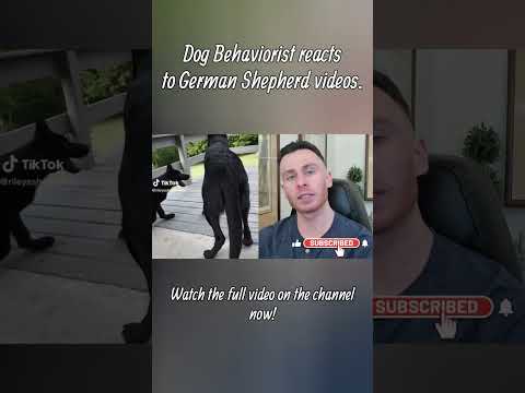 Dog trainer reacts to German Shepherd videos part 2 #germanshepherd #dogs #dogtraining