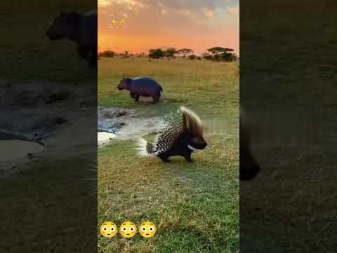 This is why all animals are scared of porcupine