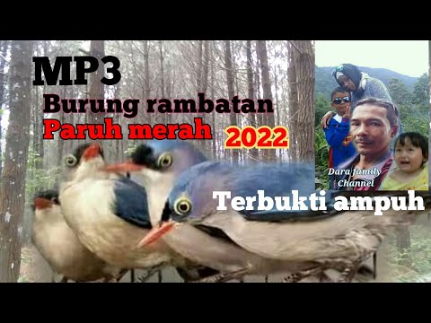 Suara pikat rambatan paruh merah 2022 .