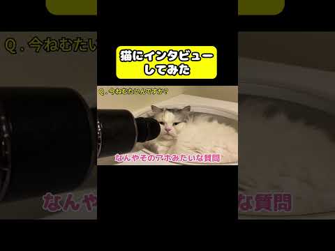 猫にインタビューしてみた #猫 #おもしろ #アテレコ #ニャンチューバーつくし
