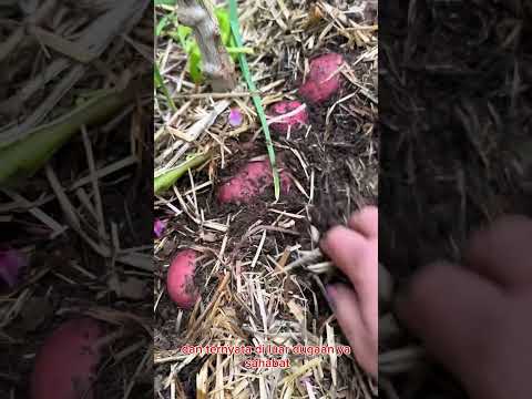 panen kentang #shorts #budidayatanaman #vegetables #potato #farmer #garden #gardening #kentang #fypシ