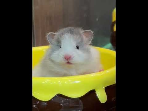 Wow What a cute little Sesame balls #Golden Thread Bear#Poly-striped golden-threaded bear#