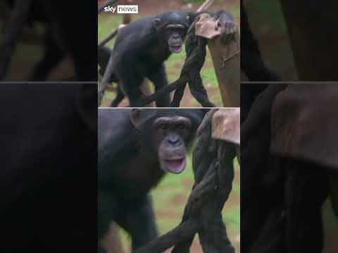 Chimpanzee sanctuary under threat