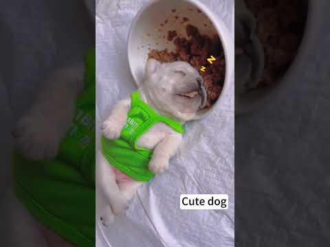 funnydogs#cute#doglover#doglife#cure#dogshorts#pet#doglife#dogshorts