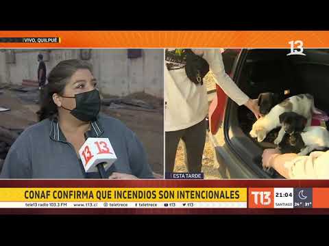Quilpué: Conaf denuncia intencionalidad del incendio Peñuelas