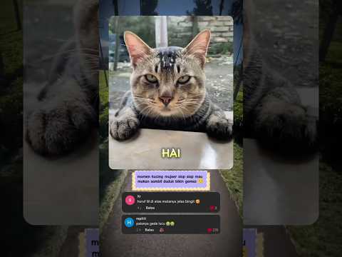 kucing pintar, sudah siap makan sambil duduk 😊