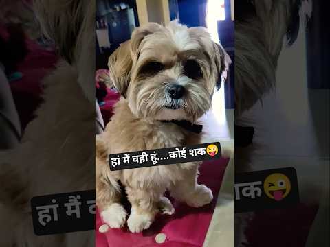 ♥️#comedy #dog #pets #cute #shorts