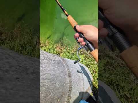 Dropped Phone In The Canal #miami #fishing