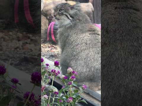 #shorts センニチコウとオリーヴァちゃん☺️  マヌルネコ　埼玉県こども動物自然公園にて　2025年11月8日 解説 サムネイル