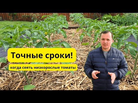 Когда сеять низкорослые томаты для открытого грунта- точные сроки!