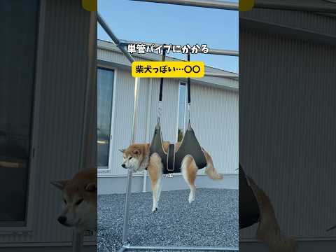 【無抵抗の柴犬】とにかく無重力が好きすぎて落ち着きを放つ柴犬がヤバすぎる#柴犬#おもしろ #爪切り#shorts #youtubeshorts