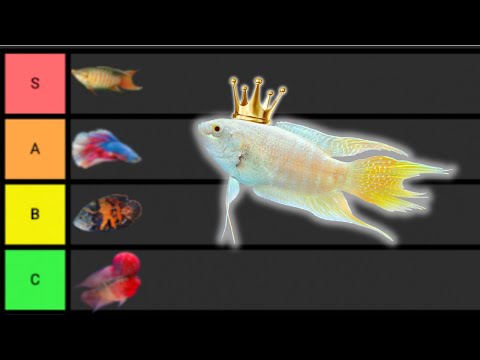 Ranking The BEST Solo Fish Looking for the BEST Solo Fish to keep in the hobby? I rank them all in this tier list. I go from th