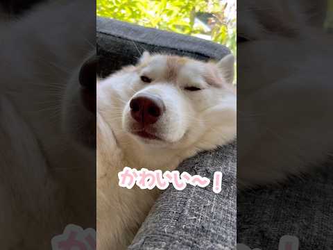シベリアに帰れないハスキー #シベリアンハスキー #ハスキー #ハスキー犬