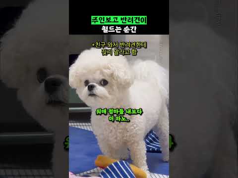 견주보고 변려견이 철드는 <strong>순간</strong>